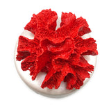 Coral Decorative Box-  Coral Red